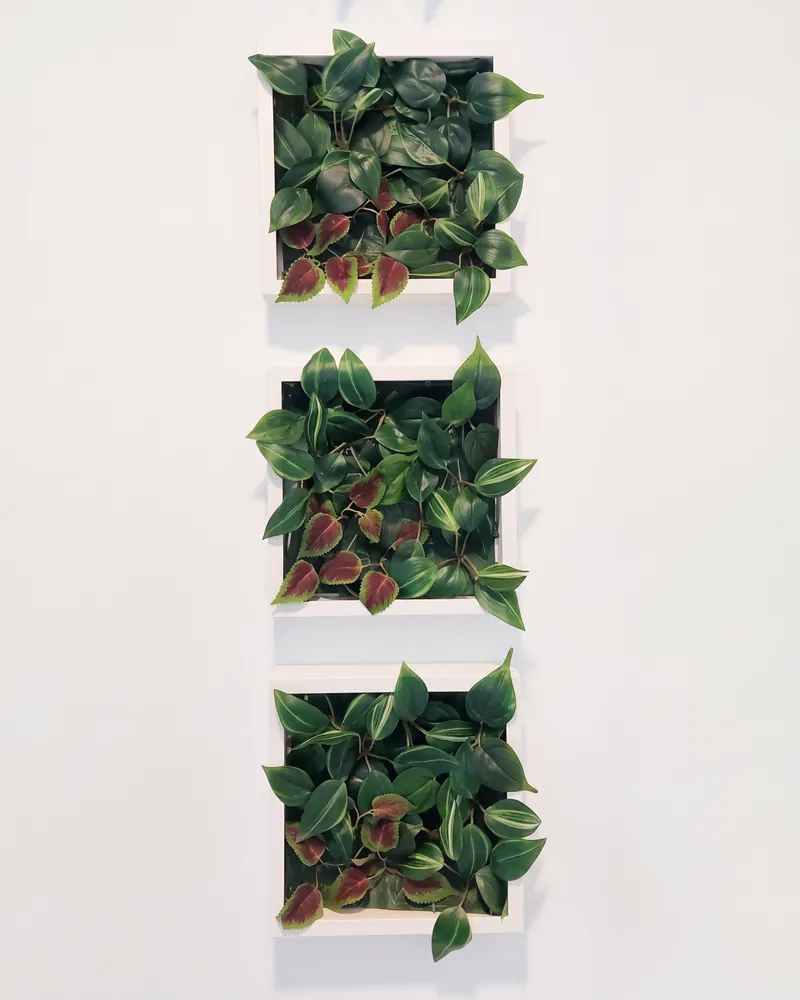 Tres cuadros con plantas en una pared blanca